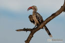 Roodsnaveltok,Red-Billed Hornbill,Tockus Erythrorhynchus