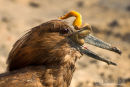 Hamerkop,Hammer-headed Stork,Scopus Umbretta 