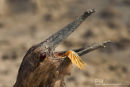 Hamerkop,Hammer-headed Stork,Scopus Umbretta 
