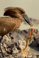 Hamerkop,Hammer-headed Stork,Scopus Umbretta 