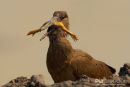 Hamerkop,Hammer-headed Stork,Scopus Umbretta 