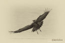 Hamerkop,Hammer-headed Stork,Scopus Umbretta 