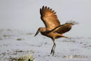 Hamerkop,Hammer-headed Stork,Scopus Umbretta 
