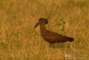 Hamerkop, Hammer-headed Stork, Scopus Umbretta 