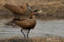 Hamerkop,Hammer-headed Stork,Scopus Umbretta 