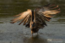 Hamerkop,Hammer-headed Stork,Scopus Umbretta 
