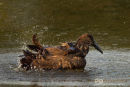 Hamerkop, Hammer-headed Stork, Scopus Umbretta 