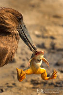 Hamerkop,Hammer-headed Stork,Scopus Umbretta 
