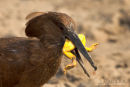 Hamerkop,Hammer-headed Stork,Scopus Umbretta 