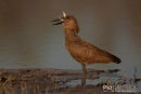 Hamerkop, Hammer-headed Stork, Scopus Umbretta 