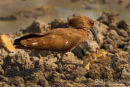 Hamerkop,Hammer-headed Stork,Scopus Umbretta 