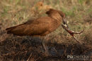 Hamerkop,Hammer-headed Stork,Scopus Umbretta 