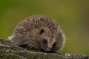 Egel,Hedgehog,Erinaceus Europaeus