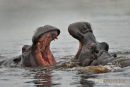 Nijlpaard,Hippo,Hippopotamus Amphibius