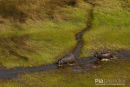 Nijlpaard,Hippo,Hippopotamus Amphibius