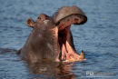 Nijlpaard,Hippo,Hippopotamus Amphibius