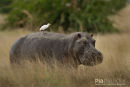 Nijlpaard,Hippo,Hippopotamus Amphibius