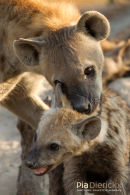 Hyena,Hyena,Hyaenidae