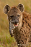 Hyena,Hyena,Hyaenidae