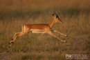 Impala,Impala,Aepyceros Melampus