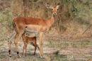 Impala,Impala,Aepyceros Melampus
