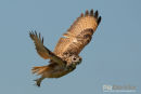 Bengaalse Oehoe, Indian Eagle Owl, Bubo Bengalensis