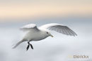 Ivoormeeuw, Ivory Gull, Pagophila Eburnea	