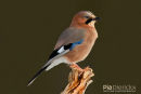 Vlaamse Gaai,Jay,Garrulus Glandarius