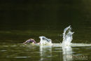 Jonge Fuut, Juvenile Great Crested Grebe, Podiceps Cristatus 