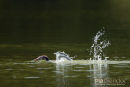 Jonge Fuut, Juvenile Great Crested Grebe, Podiceps Cristatus 