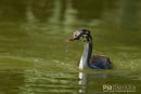 Jonge Fuut, Juvenile Great Crested Grebe, Podiceps Cristatus 