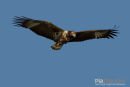 Visarend,Juvinelle Fish Eagle,Pandion Heliaetus