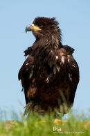 Jonge Amerikaanse Zeearend, Bald Eagle (Juvenille), Haliaeetus Leucocephalus