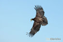 Jonge Amerikaanse Zeearend, Bald Eagle (Juvenille), Haliaeetus Leucocephalus