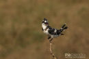 Bonte ijsvogel,Pied Kingfisher, Ceryle Rudis