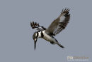 Bonte ijsvogel, Pied Kingfisher, Ceryle Rudis
