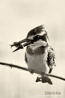 Bonte ijsvogel, Pied Kingfisher, Ceryle Rudis