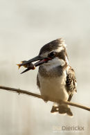 Bonte ijsvogel, Pied Kingfisher, Ceryle Rudis