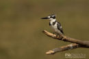 Bonte ijsvogel, Pied Kingfisher, Ceryle Rudis