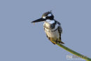 Bonte ijsvogel;Pied Kingfisher;Ceryle Rudis