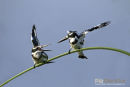 Bonte ijsvogel;Pied Kingfisher;Ceryle Rudis