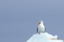 Drieteenmeeuw, Kittiwake, Rissa Tridactyla