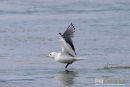Drieteenmeeuw, Kittiwake, Rissa Tridactyla