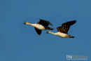 Knobbelpronkeend,Knob-billed-Duck,Sarkidiornis Melanotos