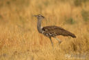 Koritrap, Kori Bustard, Ardeotis Kori Kori