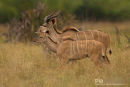 Koedoe, Kudu, Tragelaphus Strepsiceros