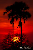 Afrikaanse zonsondergang, African Sunset, Occasus