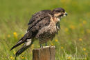 Lannervalk, Lanner Falcon, Falco Barmicus