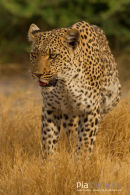 Luipaard,Leopard,Panthera Pardus 