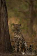 Luipaard,Leopard,Panthera Pardus